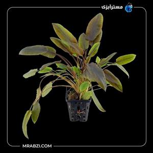 کریپتوکورین ونتی براون ایندو