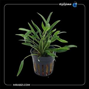 کریپتوکورین نویلی