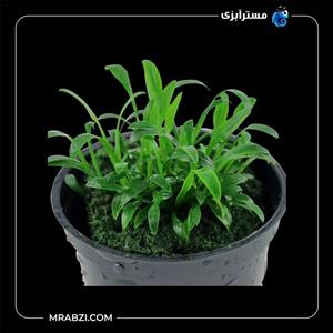 کریپتوکورین پاروا