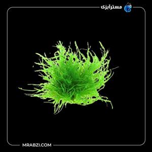 کراتونورون فیلیسینوم خزه مثلثی