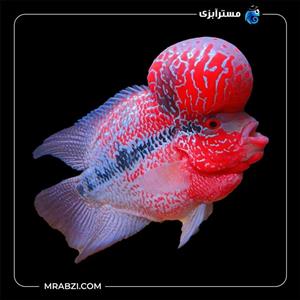 فلاور گرید دبل A