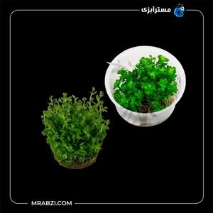 روتالا ایندیکا (روتالا بونسای)