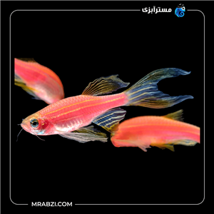 زبرا باله بلند قرمز
