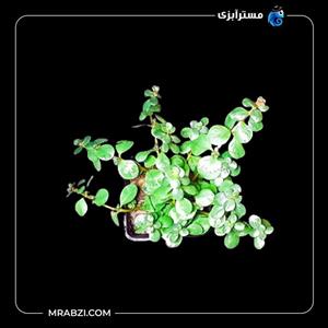 روتالا اسپی سیلون