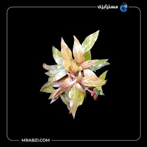 رینکی آلترنانترا رزانرویج