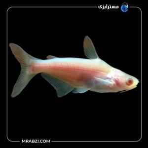 پنگوسی آلبینو