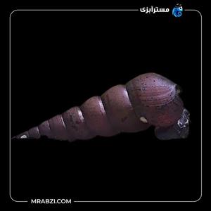 حلزون بلک فانوس
