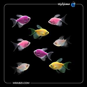 پک ماهی کالر ویدو رنگی 100 عددی