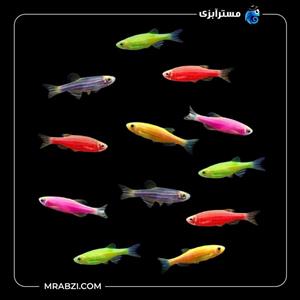 پک ماهی زبرا دانیو 500 عددی