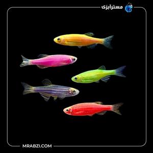 پک ماهی زبرا دانیو 50 عددی