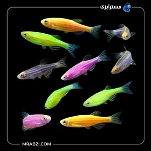 پک ماهی زبرا دانیو 100 عددی