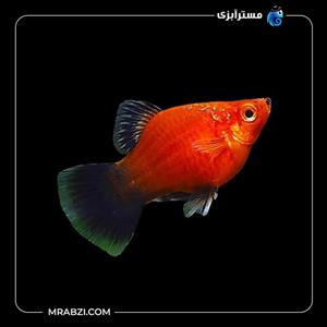 پلاتی قرمز دم مشکی