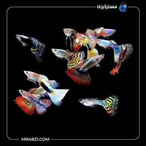 پک ماهی گوپی میکس 500 عددی