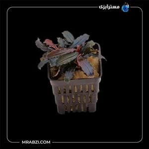 بوسفلاندرا بلیندای