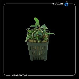 بوسفلاندرا ولوت