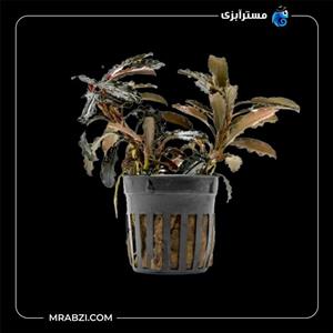 بوسفلاندرا گودزیلا