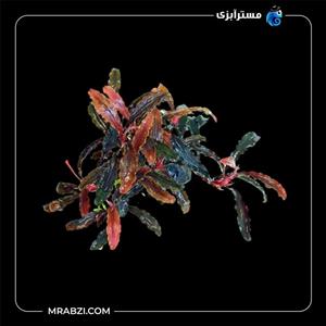 بوسفلاندرا کداگانگ کلاسیک