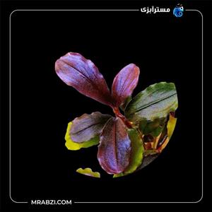 بوسفلاندرا فونیکس رد