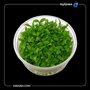 استروژن ريپنس