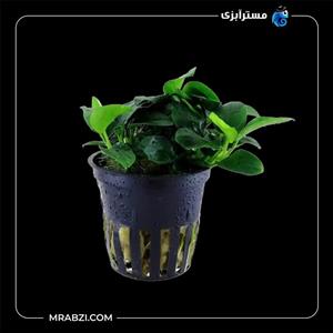 آنوبیاس بارتری وار  نانا پتیت