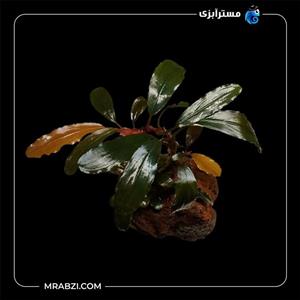 بوسفلاندرا رد مینی