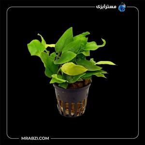 آنوبیاس مینی گلدن