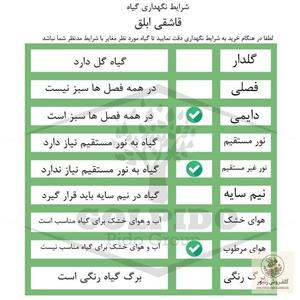 دسته گل گرد رز و ژیپسوفیلا طرح چنگ
