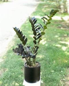 گیاه آپارتمانی مخصوص محیط های کم نور 930