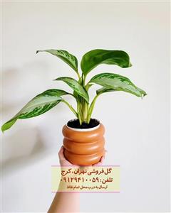 گیاه آگلونما نقره‌ای مناسب برای زیباسازی رستوران‌ها