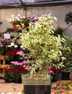 گیاه انجیر برگ ریز مناسب برای چیدمان دکوراسیون مدرن