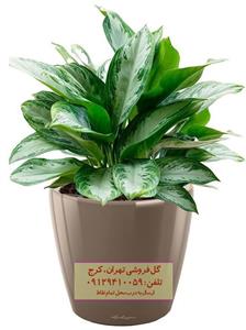 گیاه آگلونما نقره‌ای برای زیباسازی کنار پنجره