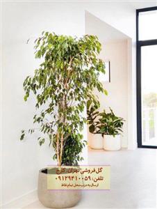 فروش گیاه انجیر برگ ریز برای زیباسازی فضاهای عمومی