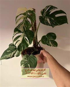 خرید برگ انجیری ابلق برای طراحی فضای کافه