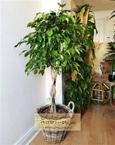فروش گیاه انجیر برگ ریز برای تزئین فضای کافه