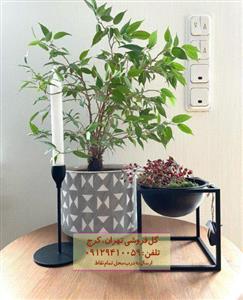 فروش گیاه انجیر برگ ریز برای تزئین فضای اداری