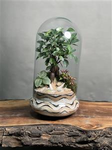 تراریوم ‌بنسای فیکوس طرح وایت ابر و موج