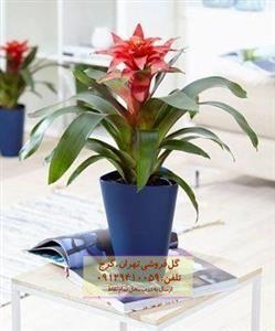 گیاه آناناسی مناسب برای تزئین فضای عمومی