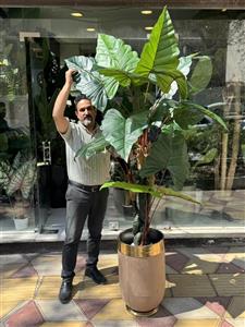 درختچه باباآدم (بابا ادم ) تنه فابریک ژورنالی سه تنه (مارپیچ) ارتفاع 2 متر