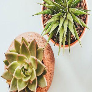 گل آپارتمانی سبز – گل فروشی پیمان