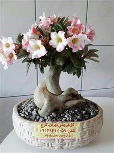 خرید گیاه آدنیوم برای اتاق خواب