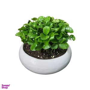 گیاه طبیعی ارکیده سفید مدل آندیس کد 404