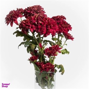دسته گل طبیعی داوودی مینیاتوری