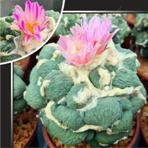 بذر کاکتوس آریوکارپوس ماریبو در گادزیلا بسته ۱۰ عددی