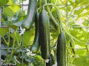 بذر خیار سبز گلخانه ای ناگین F1