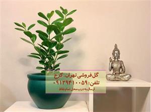 فروش انجیر پرده‌ای برای تزئین سالن‌های انتظار