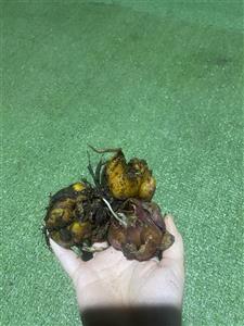 پیاز گل لیلیوم معطر