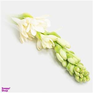 گل مریم 1 شاخه