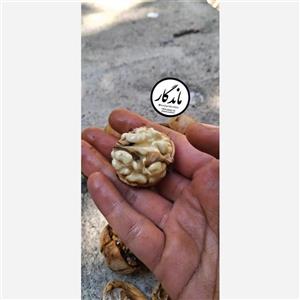 گردو (با پوست) سفید سامان درجه یک (با 70 درصد مغز سفید)