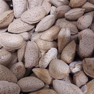 بادام درختی ایرانی سنگی (باپوست) فروش عمده