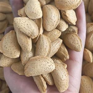 بادام درختی ایرانی مامایی (با پوست) فروش عمده
